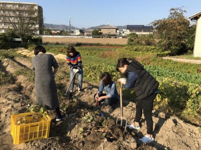 女子会芋ほり